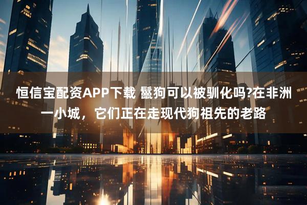 恒信宝配资APP下载 鬣狗可以被驯化吗?在非洲一小城，它们正在走现代狗祖先的老路